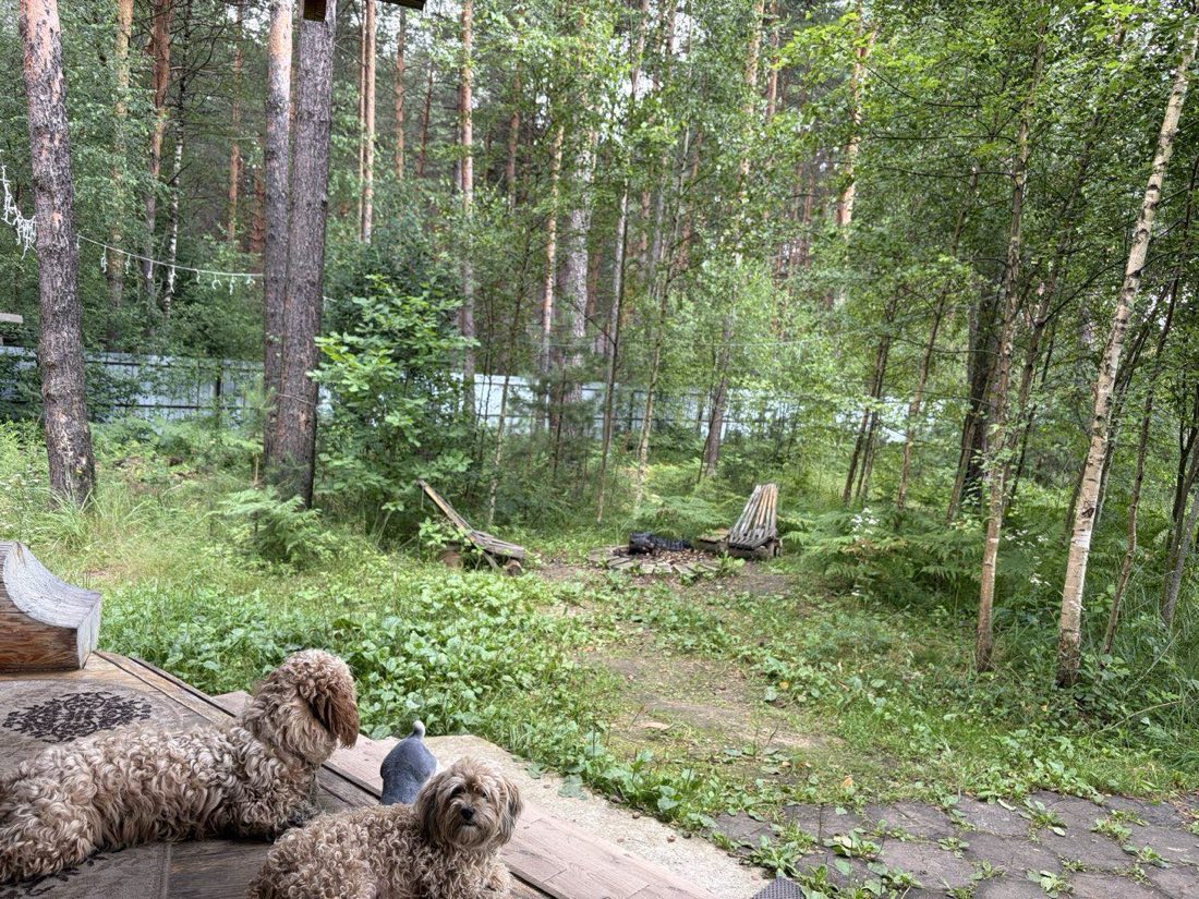 Лесной двор