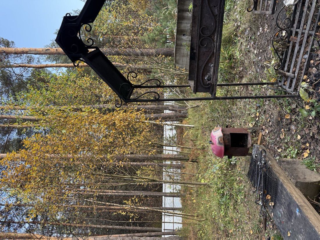 Осенний сосновый бор